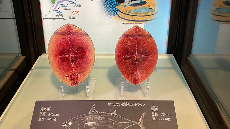 国立科学博物館のイメージです