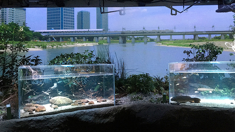 カワスイ（川崎水族館）のイメージです