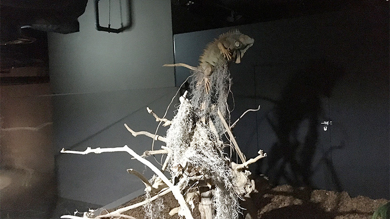 カワスイ（川崎水族館）のイメージです