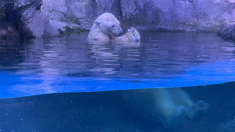 横浜・八景島シーパラダイスのイメージです